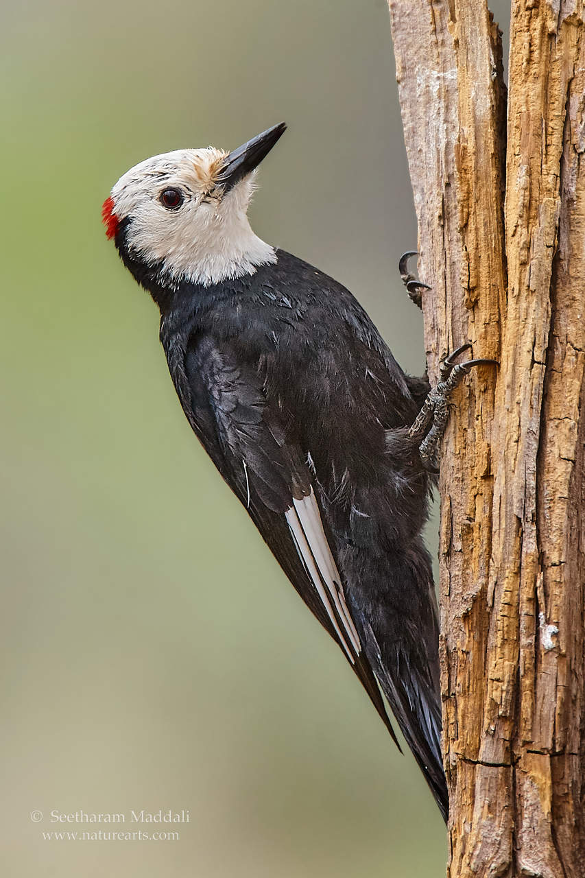 White-headed woodpecker Male
